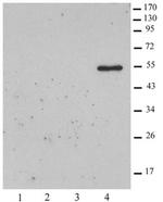 Histone macroH2A2 Antibody in Western Blot (WB)