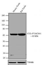 Cullin 5 Antibody in Western Blot (WB)