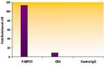 Histone H3K9ac Antibody in ChIP Assay (ChIP)