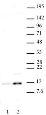 Histone H4K16ac Antibody in Western Blot (WB)