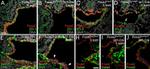 ZO-2 Antibody in Immunohistochemistry (IHC)