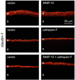 ZO-1 Antibody in Immunohistochemistry (IHC)