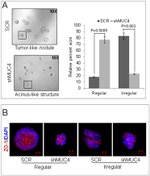 ZO-1 Antibody in Immunocytochemistry (ICC/IF)