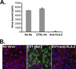 ZO-1 Antibody in Immunocytochemistry (ICC/IF)