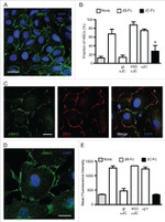 ZO-1 Antibody in Immunocytochemistry (ICC/IF)