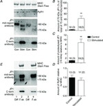 JPH1 Antibody in Western Blot (WB)