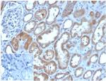 Lysozyme (Histiocytoma andMonocytic Acute Leukemia Marker) Antibody in Immunohistochemistry (Paraffin) (IHC (P))