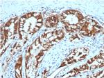 Ep-CAM/CD326 (Extracellular Domain) (Epithelial Marker) Antibody in Immunohistochemistry (Paraffin) (IHC (P))