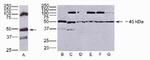 JAM3 Antibody in Western Blot (WB)