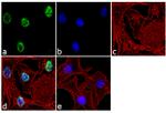 MINA53 Antibody in Immunocytochemistry (ICC/IF)