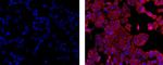 Mouse IgG1 kappa Isotype Control in Immunocytochemistry (ICC/IF)