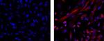 Mouse IgG1 kappa Isotype Control in Immunocytochemistry (ICC/IF)