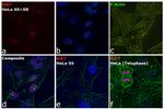 Ki-67 Antibody in Immunocytochemistry (ICC/IF)