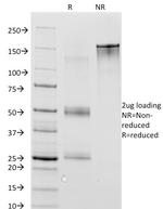 MAGE-1 (Target for Cancer Immunotherapy) Antibody in SDS-PAGE (SDS-PAGE)