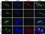 CD73 Antibody in Immunocytochemistry (ICC/IF)