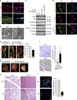 PODXL Antibody in Immunohistochemistry (IHC)