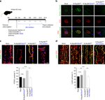 PODXL Antibody in Immunohistochemistry (IHC)