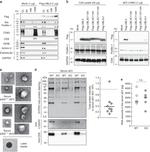 CD9 Antibody in Western Blot (WB)