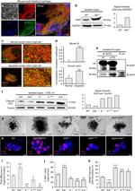 Ki-67 Antibody in Immunocytochemistry (ICC/IF)