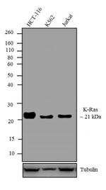 K-Ras Antibody in Western Blot (WB)