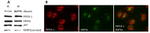 HNF4A Antibody in Western Blot, Immunohistochemistry (WB, IHC)