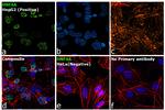 HNF4A Antibody in Immunocytochemistry (ICC/IF)