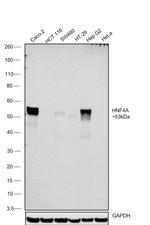 HNF4A Antibody in Western Blot (WB)