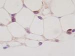 PPAR gamma Antibody in Immunohistochemistry (Paraffin) (IHC (P))