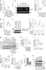 Actin Antibody in Western Blot (WB)