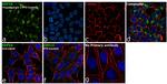 GDF15 Antibody in Immunocytochemistry (ICC/IF)