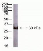 GDF15 Antibody in Western Blot (WB)