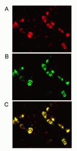 Pannexin 2 Antibody in Immunocytochemistry (ICC/IF)