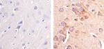 Pannexin 2 Antibody in Immunohistochemistry (Paraffin) (IHC (P))