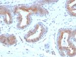 Mammaglobin (SCGB2A2) (Breast Cancer Marker) Antibody in Immunohistochemistry (Paraffin) (IHC (P))