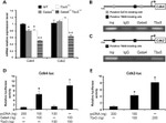 TBX5 Antibody in ChIP Assay (ChIP)