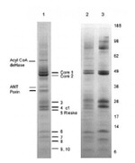 Complex III Antibody in Immunoprecipitation (IP)