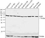 A2B5 Antibody in Western Blot (WB)