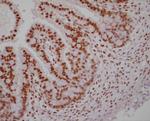 RXRA Antibody in Immunohistochemistry (Paraffin) (IHC (P))