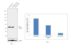 RXRA Antibody in Western Blot (WB)