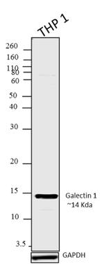 Galectin 1 Antibody in Western Blot (WB)