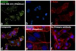 Galectin 1 Antibody