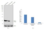 Galectin 1 Antibody