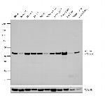 ATP5A1 Antibody in Western Blot (WB)