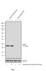 Phospho-HSP27 (Ser82) Antibody