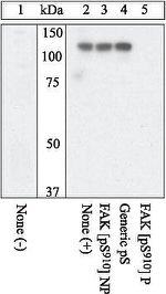 Phospho-FAK (Ser910) Antibody in Western Blot (WB)