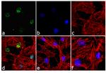 Phospho-Paxillin (Ser126) Antibody