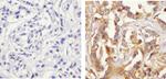 Phospho-Paxillin (Ser126) Antibody in Immunohistochemistry (Paraffin) (IHC (P))