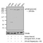 Phospho-mTOR (Ser2448) Antibody in Western Blot (WB)