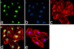 Phospho-4EBP1 (Thr46) Antibody in Immunocytochemistry (ICC/IF)