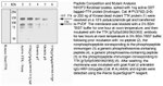 Phospho-TTK (Thr360, Ser362, Ser363) Antibody in Western Blot (WB)